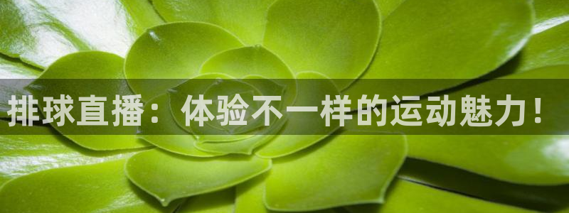熊猫体育公园：排球直播：体验不一样的运动魅力！