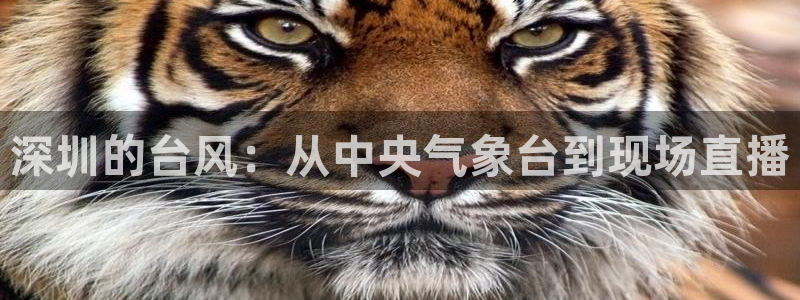 熊猫频道：深圳的台风：从中央气象台到现场直播